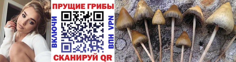 Галлюциногенные грибы MAGIC MUSHROOMS  как найти наркотики  omg как войти  Мичуринск 