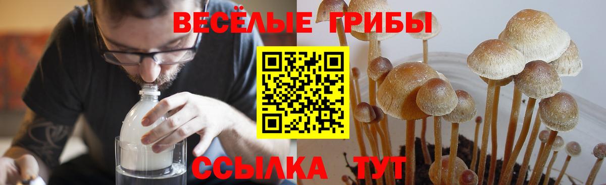 Мичуринск  даркнет сайт  Вход с VPN  Псилоцибиновые грибы Psilocybe 